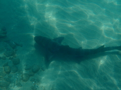 Triakis semifasciata
