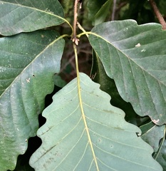 Quercus montana