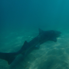 Triakis semifasciata