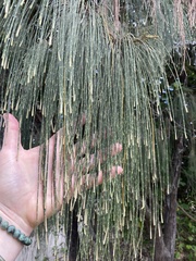 Casuarina glauca