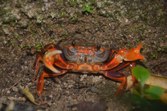 Nanhaipotamon aculatum