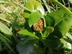 Lycaena