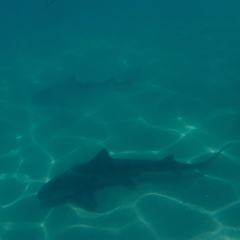Triakis semifasciata