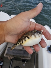 Sphoeroides maculatus