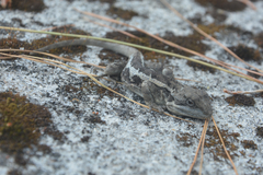 Diploderma brevicauda