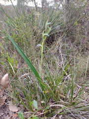 Lyperanthus serratus