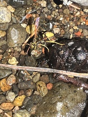 Mischocyttarus flavitarsis