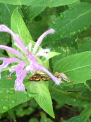 Pyrausta orphisalis