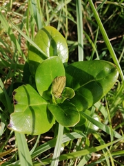 Lycaena