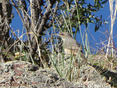 Salpinctes obsoletus