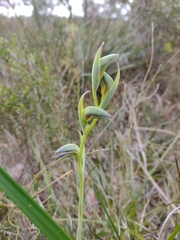 Lyperanthus serratus