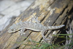 Gekko jinjiangensis