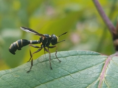 Physocephala marginata