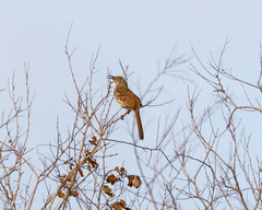Toxostoma longirostre