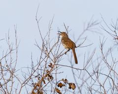 Toxostoma longirostre