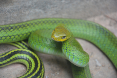 Ptyas nigromarginata