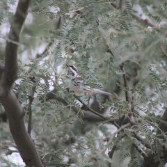 Setophaga nigrescens