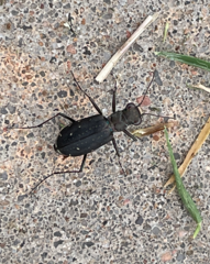 Cicindela punctulata