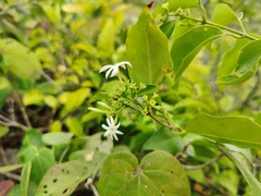 Jasminum simplicifolium