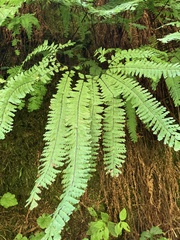 Adiantum aleuticum