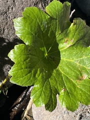 Darmera peltata