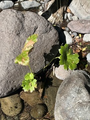 Darmera peltata