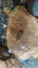 Melanoides tuberculata