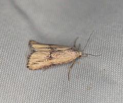 Crambodes talidiformis