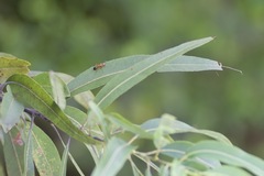 Camponotus floridanus
