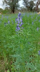 Lupinus angustifolius