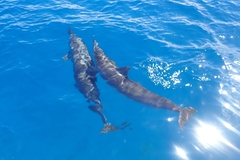Stenella longirostris