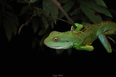 Physignathus cocincinus