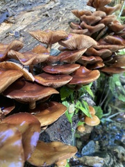 Kuehneromyces