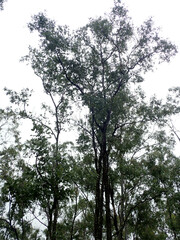 Eucalyptus melanophloia