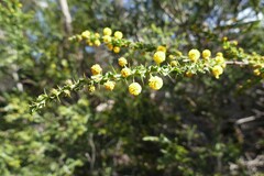 Acacia paradoxa