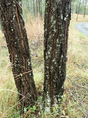 Eucalyptus melanophloia