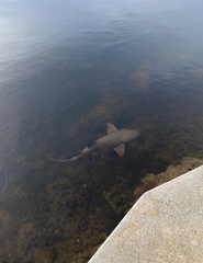 Ginglymostoma cirratum
