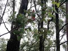 Eucalyptus melanophloia