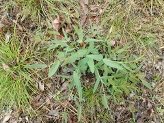 Eucalyptus melanophloia