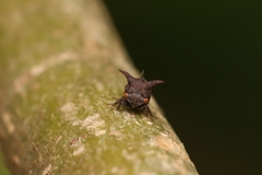 Acanthuchus trispinifer