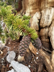 Pinus balfouriana
