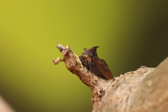 Acanthuchus trispinifer