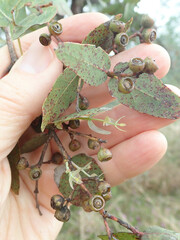 Eucalyptus melanophloia