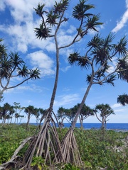 Pandanus