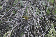 Geothlypis tolmiei