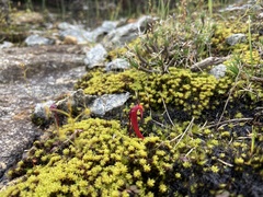 Utricularia menziesii