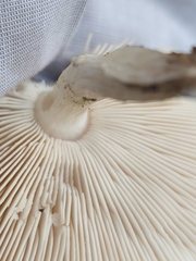 Pluteus petasatus