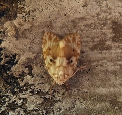 Schistophleps bipuncta