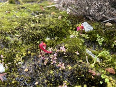 Utricularia menziesii
