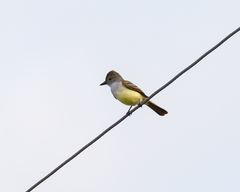 Myiarchus